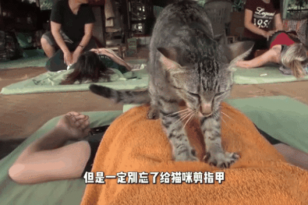 揭秘猫咪踩奶的意义与猫咪行为背后的心理